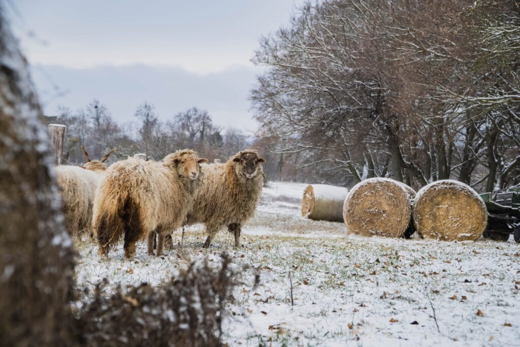 Szálláshely fotózás téli tájjal, vidéki fotózás juhokkal, kültéri fotózás élmény.
